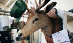 Mounted Deer Head